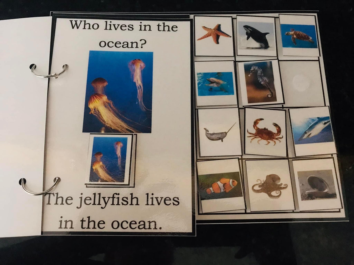Who Lives in the Ocean