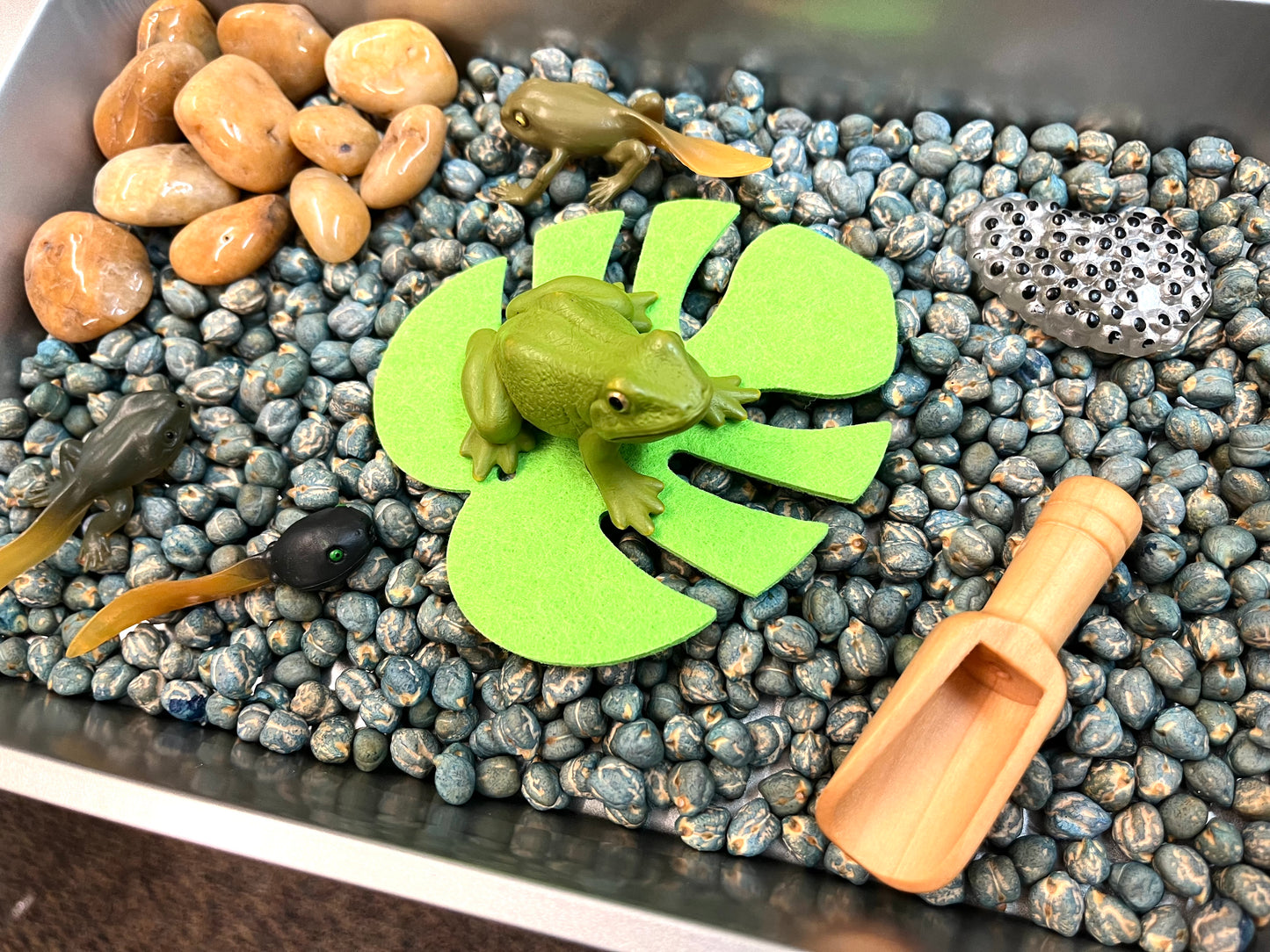 Frog Life Cycle Dump and Play