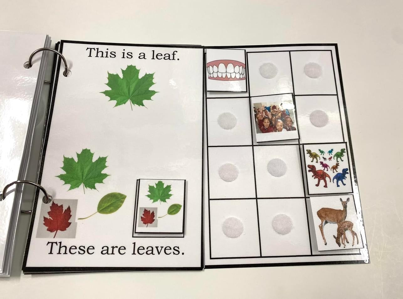 My Book of Plurals-Interactive Book
